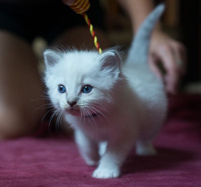 Ragdoll kitten - Simon